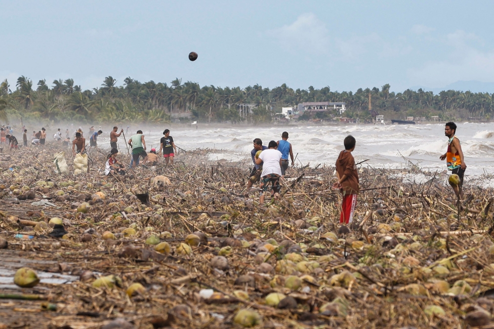 People gather coconuts washed ashore by of Typhoon Kalmaegi in Mayorga town, Leyte province on November 4, 2025. — AFP pic