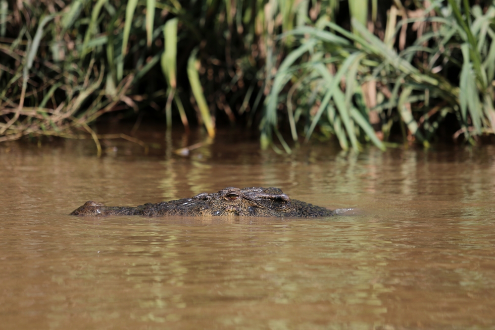 This file picture shows a crocodile in the Pin River Conservation Centre in Kinabatangan, Sarawak, on Dec 10, 2024. — Bernama pic