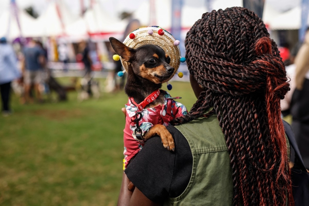 A fan carrying her Chihuahua participates in the 2025 Pawchella Shaggy Dog Show at Ngong Racecourse in Nairobi on November 9, 2025. — AFP pic 