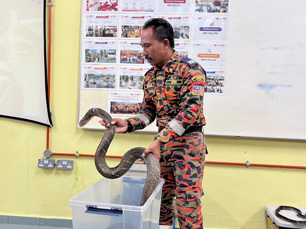 Noorizun Kechik holds up a King Cobra for viewing. — Picture by Opalyn Mok