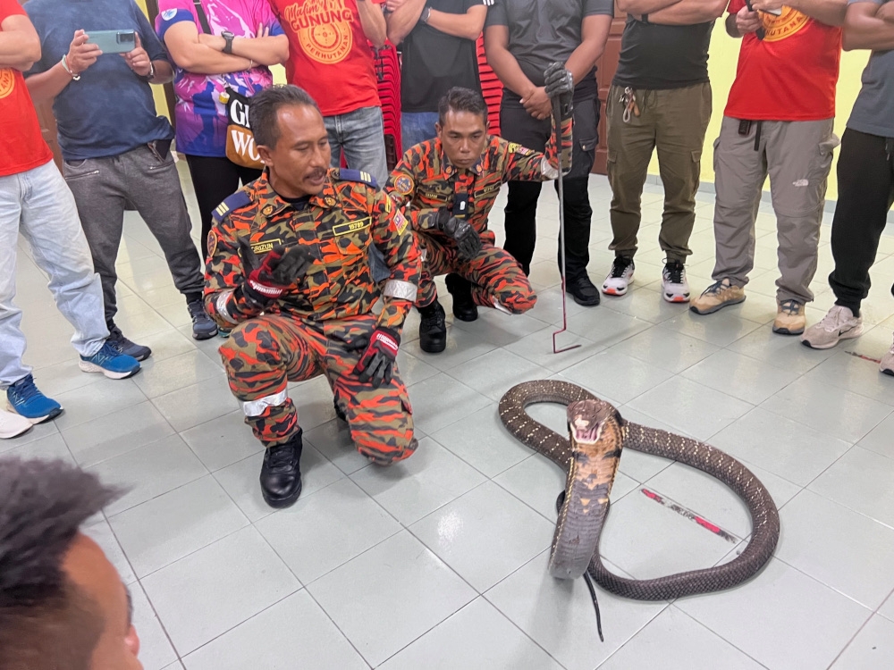 Know your snakes: A guide to Malaysia’s venomous reptiles and how to stay safe