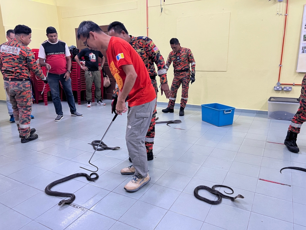 Participants at the workshop learning to handle the monocled cobras safely using a stick. — Picture by Opalyn Mok