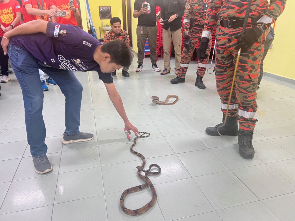 An attendee attempts to handle a monocled cobra under the supervision of the Fire and Rescue Department’s King Cobra Squad. — Picture by Opalyn Mok