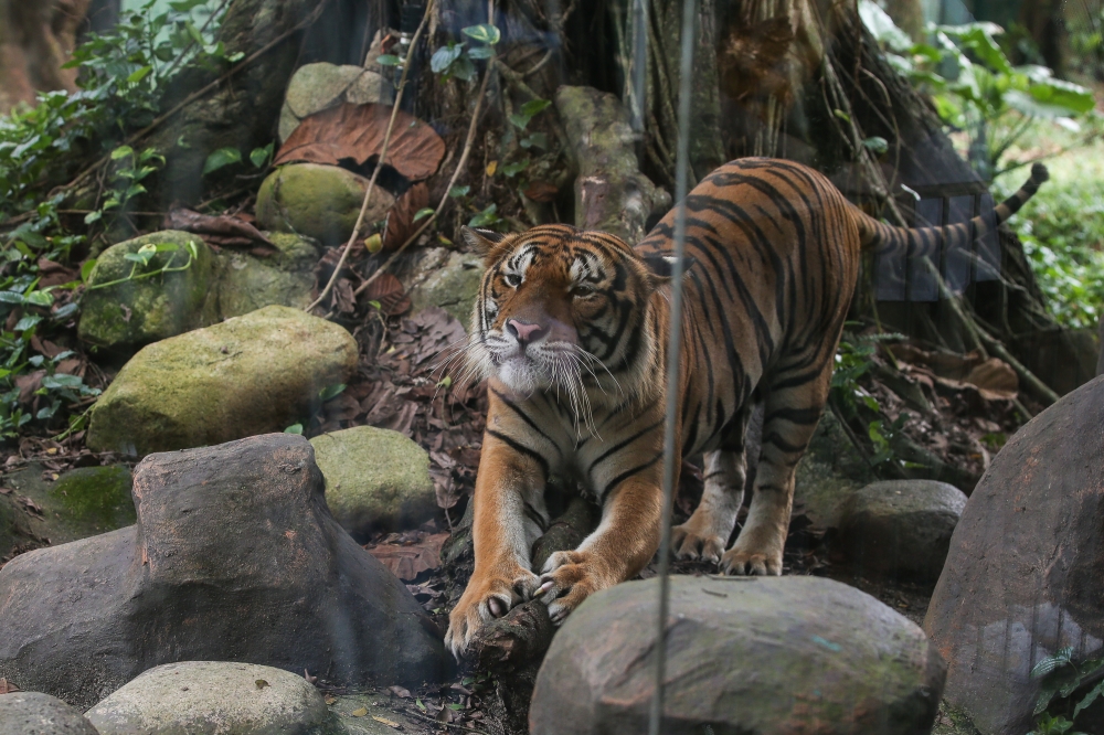 Across 12 weeks, I worked in nine sections: Children’s World, Bear Complex, Reptile House, Savannah, Mammal Kingdom I, Biodiversity Garden, Bird House, Aquarium, and my personal favourite, the Carnivore section. That’s where the tigers, lions and cheetahs live. — Picture by Yusof Mat Isa