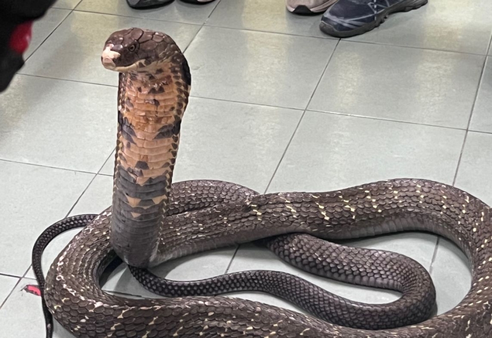 The deadly King Cobra is pictured with its hood raised during a workshop by the Fire and Rescue Department's King Cobra Squad. — Picture by Opalyn Mok