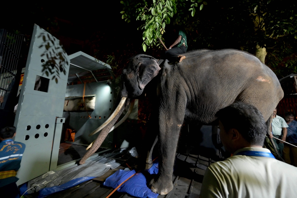 Thailand demands probe into alleged cruelty against two gift elephants held at Sri Lankan temples