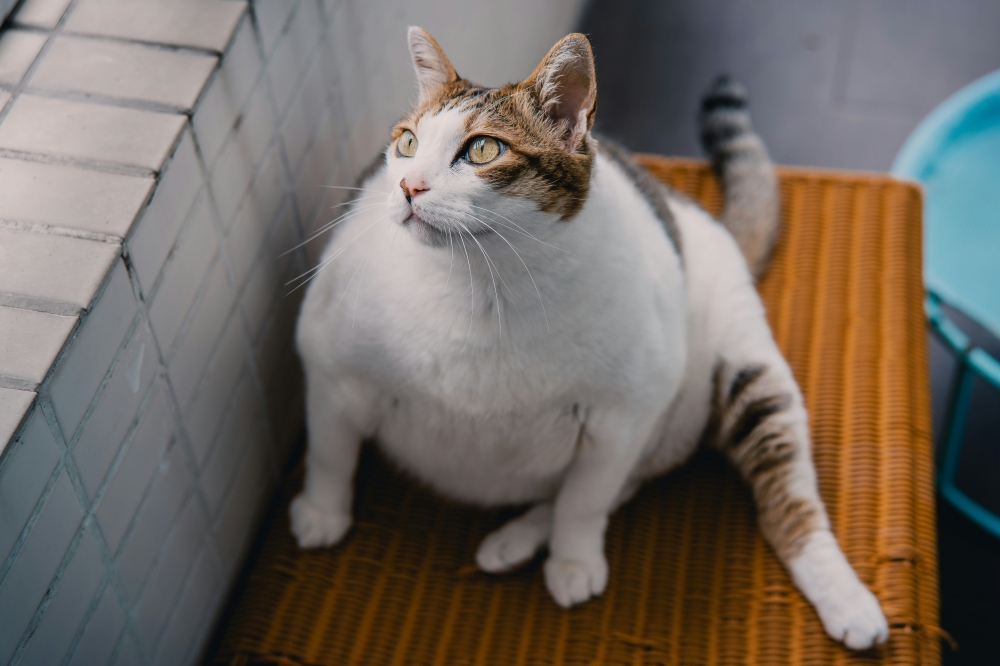 According to the report, more than half of domestic cats and dogs are overweight, contributing to steadily rising diabetes cases, especially among felines. — Unsplash pic