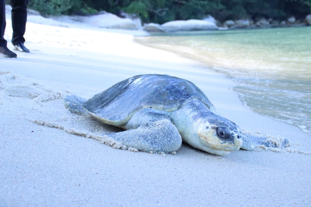 A 15-year-old female olive ridley turtle heads back to sea in Penang, a year after recovering from severe injuries to its front right flipper when it was rescued by fishermen off the coast of Tanjung Tokong in 2024. — Picture from Facebook/DOF Malaysia
