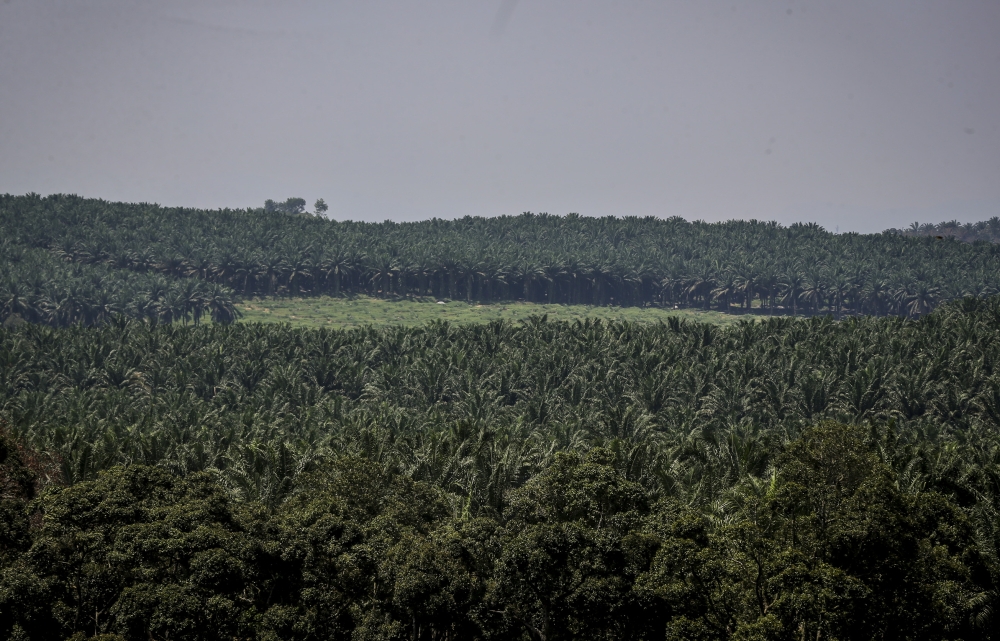 Aerial view of a palm-oil plantation in Malaysia, where major planters are turning parts of their estates into solar-powered AI data centre hubs. — Picture by Firdaus Latif