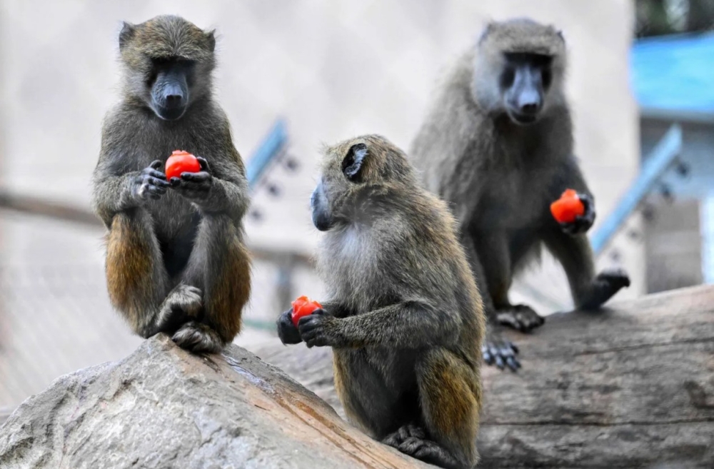 France’s plan to triple lab monkey population sparks division
