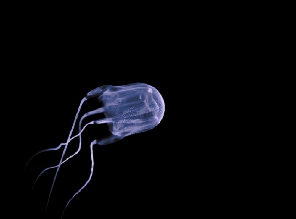 Box jellyfish, known as one of the world’s most venomous marine animals. — Screengrab via X/@Sydney_Uni