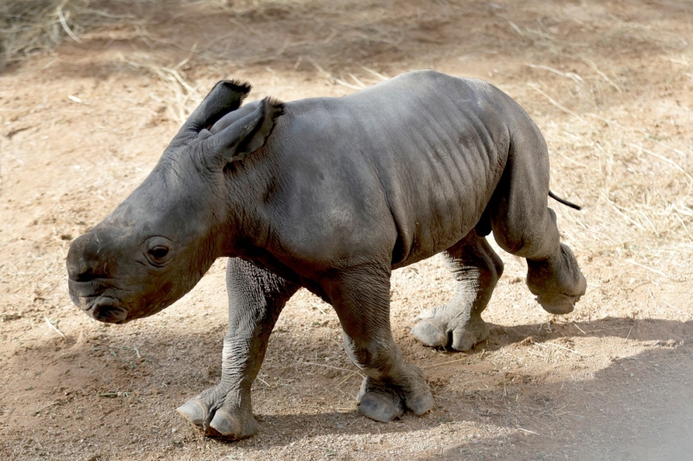 A tiny tank is born: Valencia’s newest white rhino calf marks a big conservation win