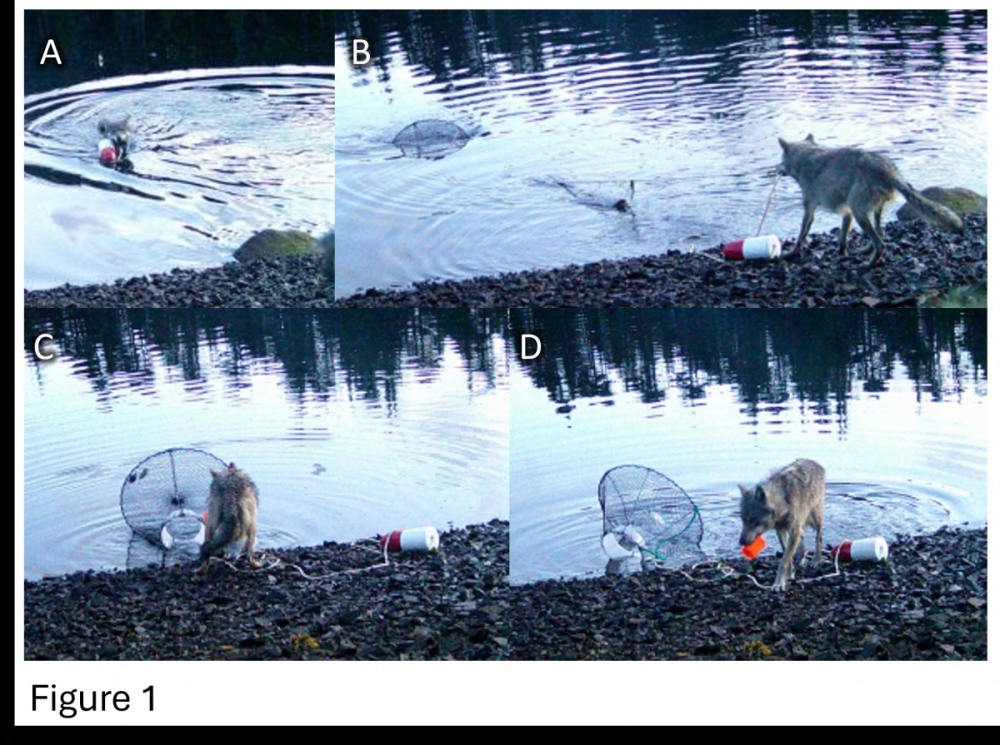 This combination video screenshots on November 20, 2025 shows a wolf (canin lupus) dragging a green crab trap from the water to the shore to eat its bait, near Bella Bella, in Heiltsuk indigenous territory, in a remote area of British Columbia, in Canada. — AFP pic/Handout by the Hailzaqv Wolf and Biodiversity Project 