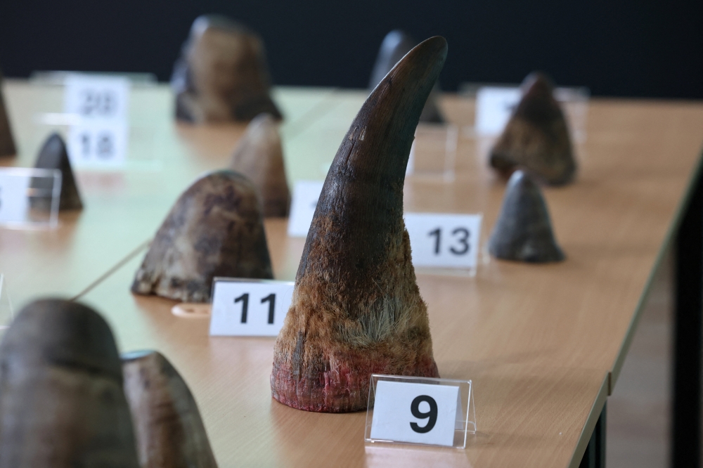 Conservation showdown: Rhino horn, eels and sharks on CITES agenda