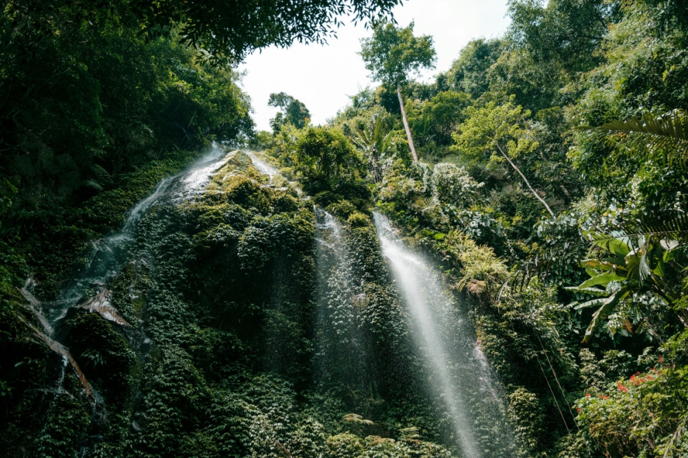 Lush and vital, tropical forests face constant threats despite ambitious preservation schemes. — Unsplash pic