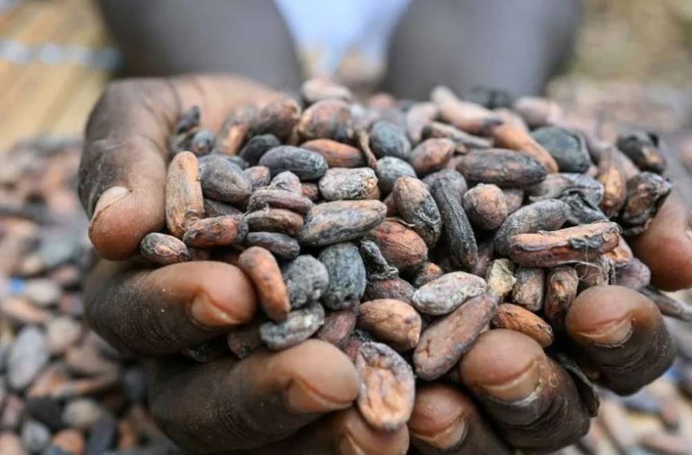 Mars, KitKat and Cadbury named in probe into Liberia’s cocoa-driven deforestation
