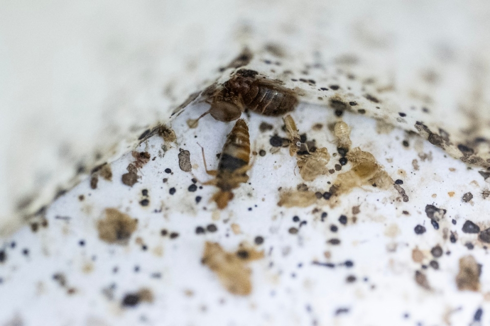 This photo taken on October 8, 2025, shows bed bugs and their waste inside an enclosure at a laboratory of the Science University of Malaysia (USM) in George Town. — AFP pic