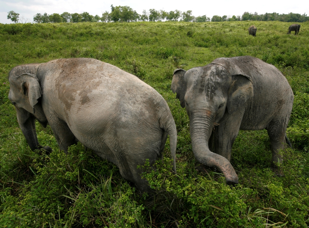 Indonesia has deployed extra troops and forestry police to Tesso Nilo National Park after a task force post was destroyed, escalating tensions over a major crackdown on illegal palm oil plantations inside the protected habitat of the critically endangered Sumatran elephant. — Reuters pic