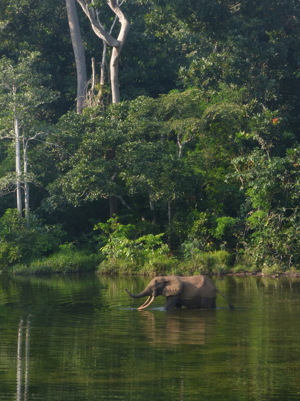 An elephant wades in the water in Wali Bai, Nouabale-Ndoki National Park, Congo Republic, in this undated handout image taken in November 2022. — Handout via Reuters