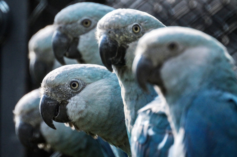 Spix's macaws (Cyanopsitta spixii) are seen at the Spix's Macaws Conservation Center at the Sao Paulo Zoo, in Sao Paulo, Brazil, on May 3, 2024. — AFP pic