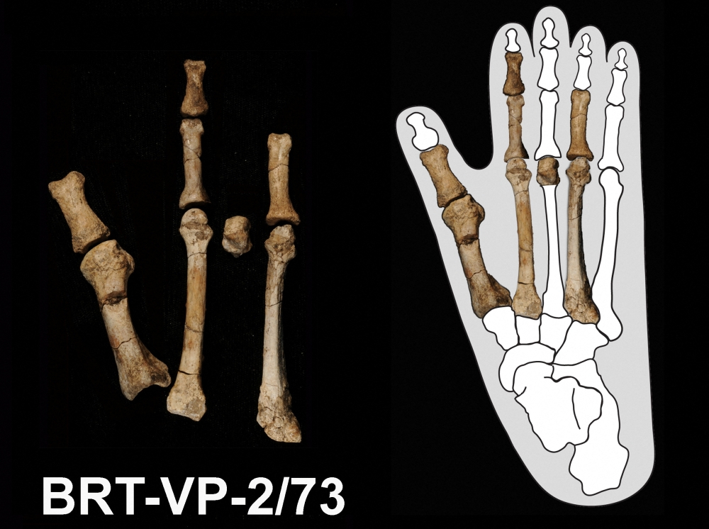 Scientists identify mysterious ‘Burtele foot’ as belonging to ancient human ancestor