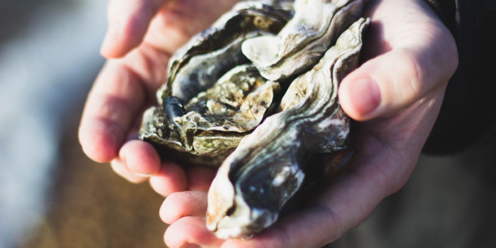 Shucked by climate change: Japan’s oysters dying en masse in warming seas