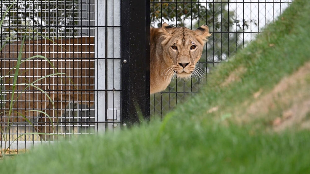 Brazilian teen mauled to death by lioness after climbing into zoo enclosure