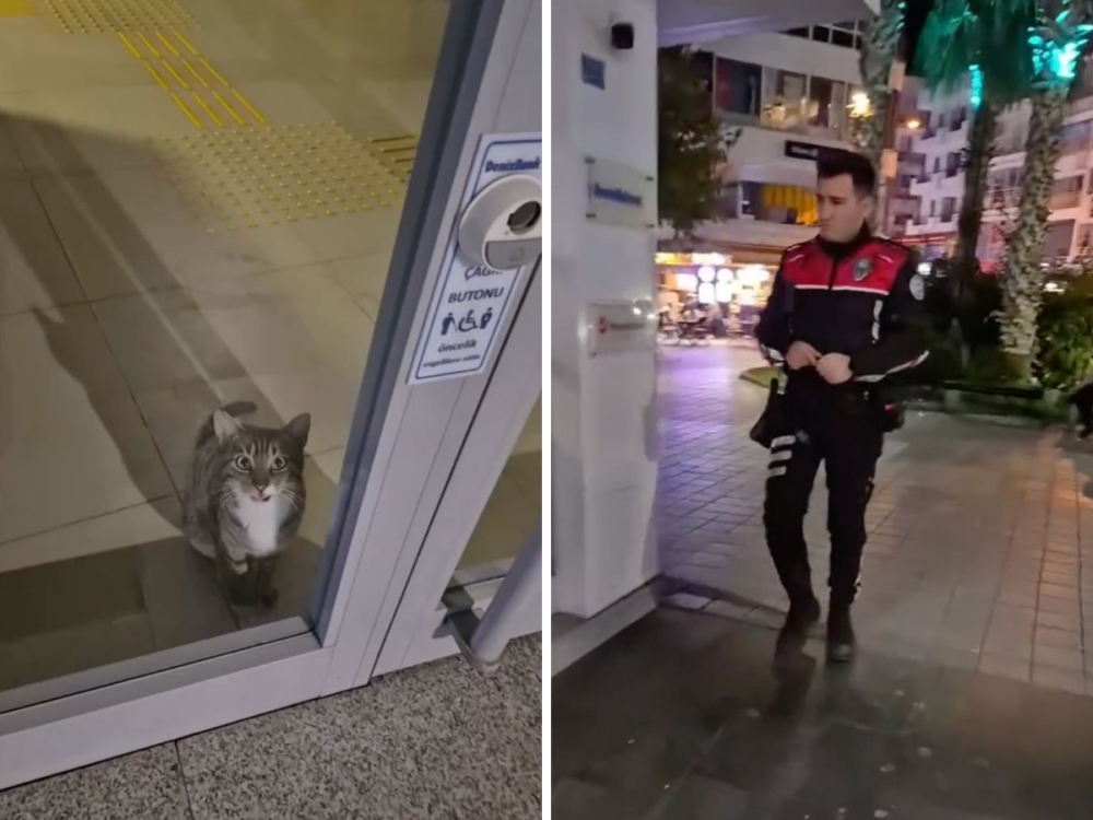 A hapless cat set off alarms in a bank, then needed rescue. — TikTok screenshot