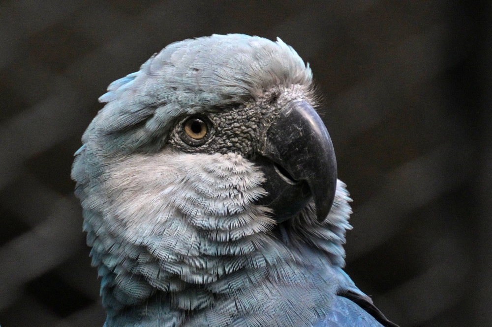 A Spix's macaw (Cyanopsitta spixii) is seen in the Spix's Macaws Conservation Center at the Sao Paulo Zoo, in Sao Paulo, Brazil, on May 3, 2024. — AFP pic 