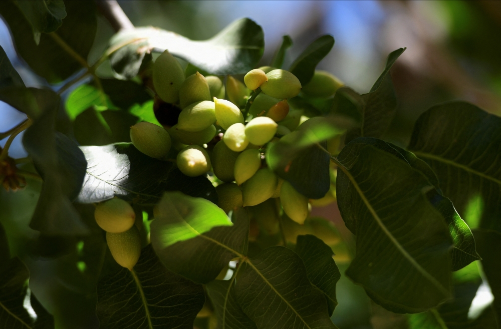 Unripe pistachios grow on a tree in an orchard of Piste, a family-run company that pioneered pistachio farming in Argentina, in San Juan, Argentina, November 17, 2025. — Reuters pic 