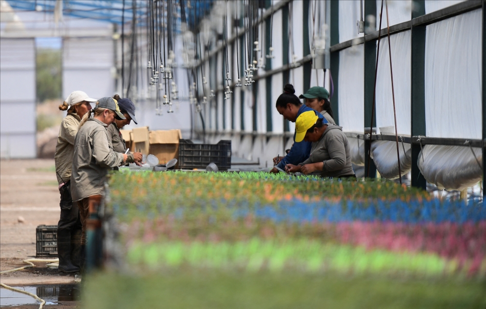 Workers at Piste, a family-run company that pioneered pistachio farming in Argentina, prepare pistachio rootstock, in San Juan, Argentina, November 17, 2025. — Reuters pic 