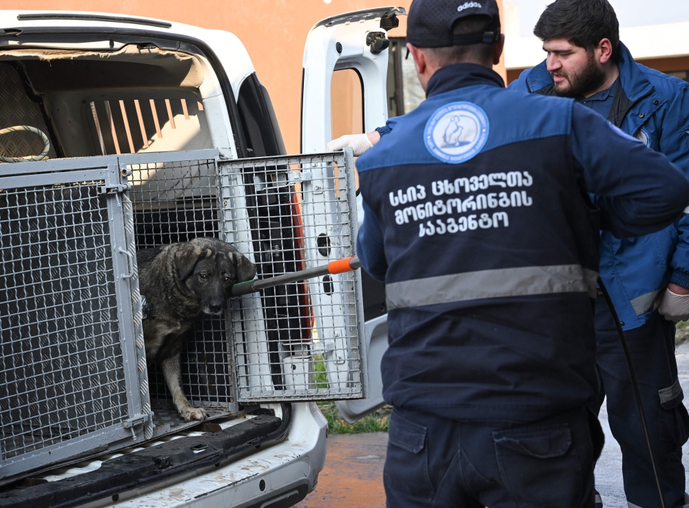 Workers take a stray dog out of a van at the municipal animal shelter of Tbilisi City Hall’s animal monitoring agency, where captured animals are vaccinated, microchipped and sterilised before being released back, in Tbilisi on November 14, 2025. — AFP pic 