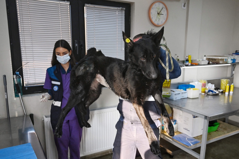 Veterinarians examine a stray dog at the municipal animal shelter of Tbilisi City Hall’s animal monitoring agency. — AFP pic 