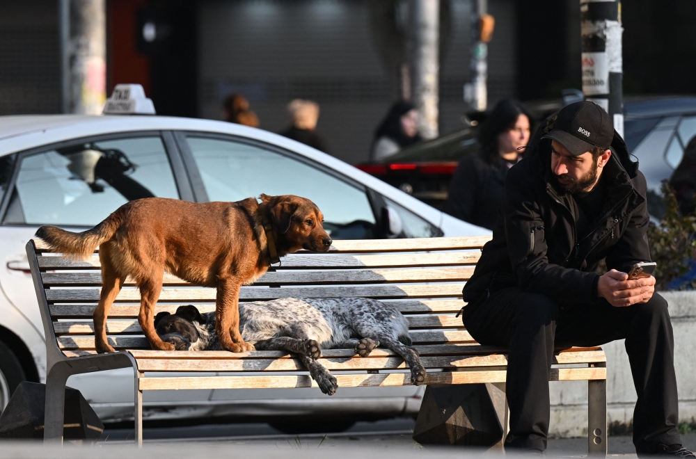 A photograph shows street dogs in the Georgian capital of Tbilisi on November 16, 2025. In the streets of the Georgian capital, such a scene is part of daily life: community-fed ‘yard dogs,’ yellow municipal tags on their ears, lounge outside bakeries, metro entrances and school gates. — AFP pic 