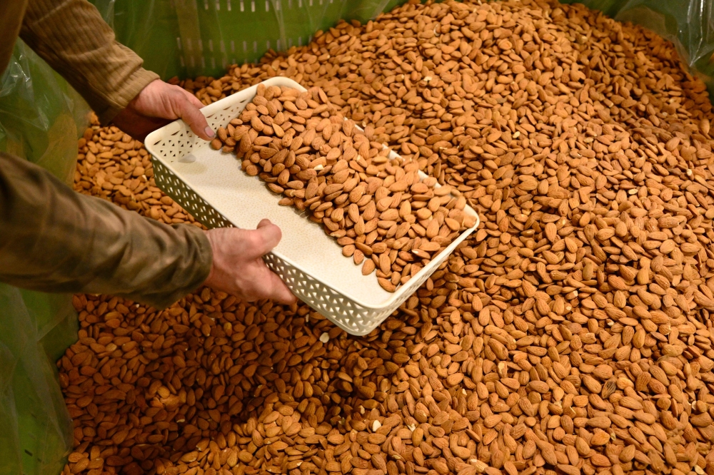 An employee checks the quality of almonds in La Compagnie des Amandes factory in Brignoles, on November 17, 2025. — AFP pic
