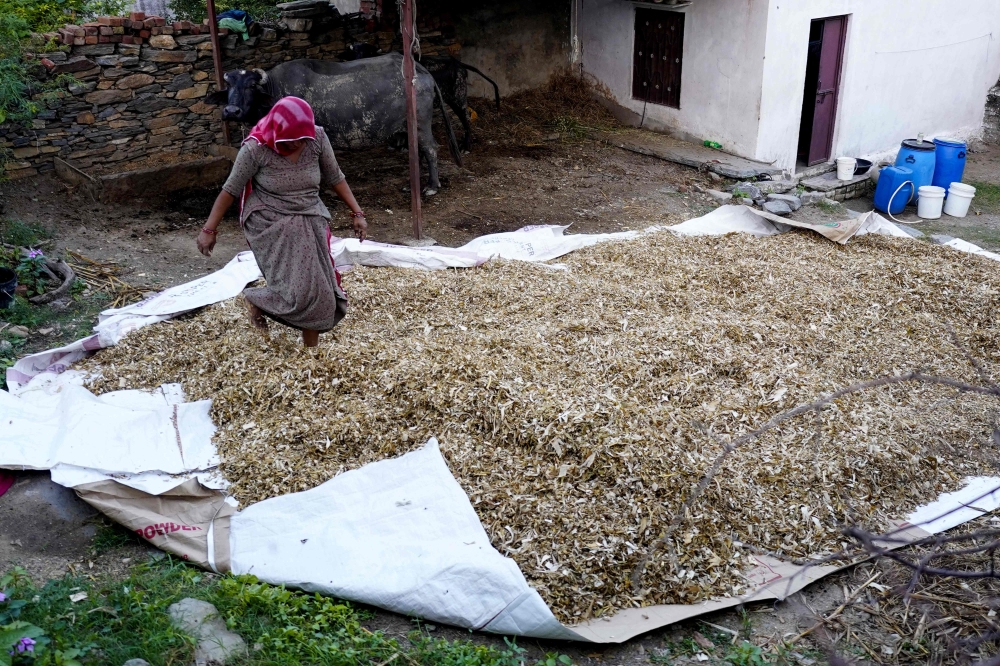 This photograph taken on October 8, 2025 shows a woman preparing fodder at a village in Rajasthan's Beawar district. — AFP pic