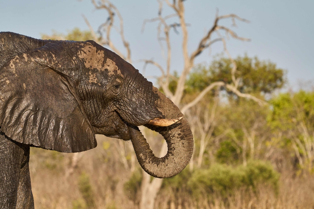 An Elephant drinks at a watering hole fed by a solar powered pump in the Ngamo plains in Hwange National Park, Matabeleland North Province, on October 6, 2025. — AFP pic