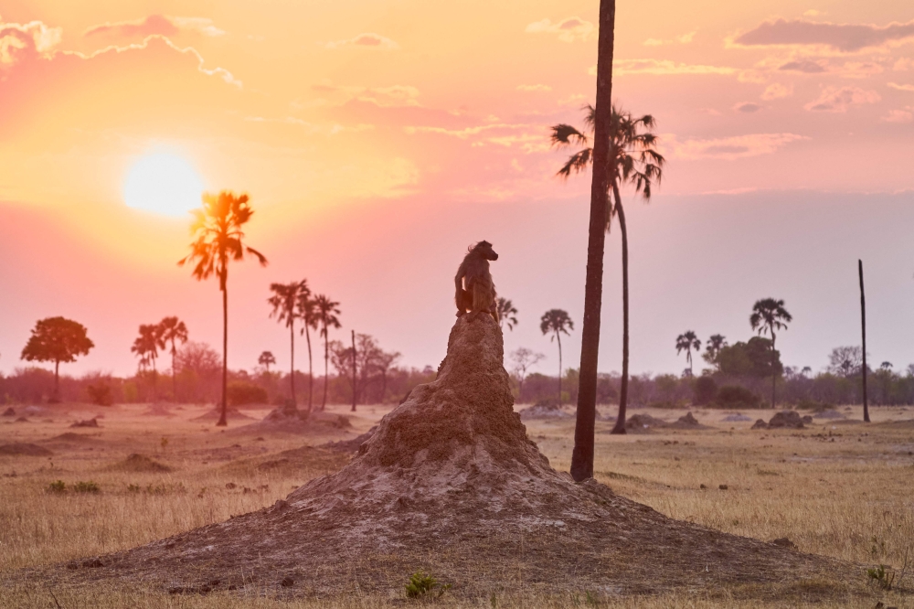 A baboon looks out atop an anthill in the Mbiza Plains in Hwange National Park, Matabeleland North Province, on October 7, 2025. — AFP pic