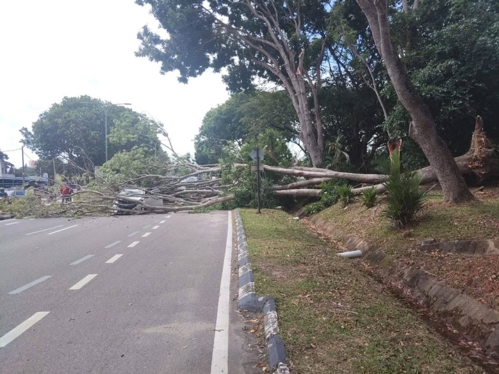 A 22-year-old motorcyclist was killed and a Perodua Myvi driver injured when a tree fell on their vehicles on Jalan Tun Razak-Ayer Keroh in Melaka on December 6, 2025. — Picture from Facebook/Info Kemalangan & Bencana Malaysia