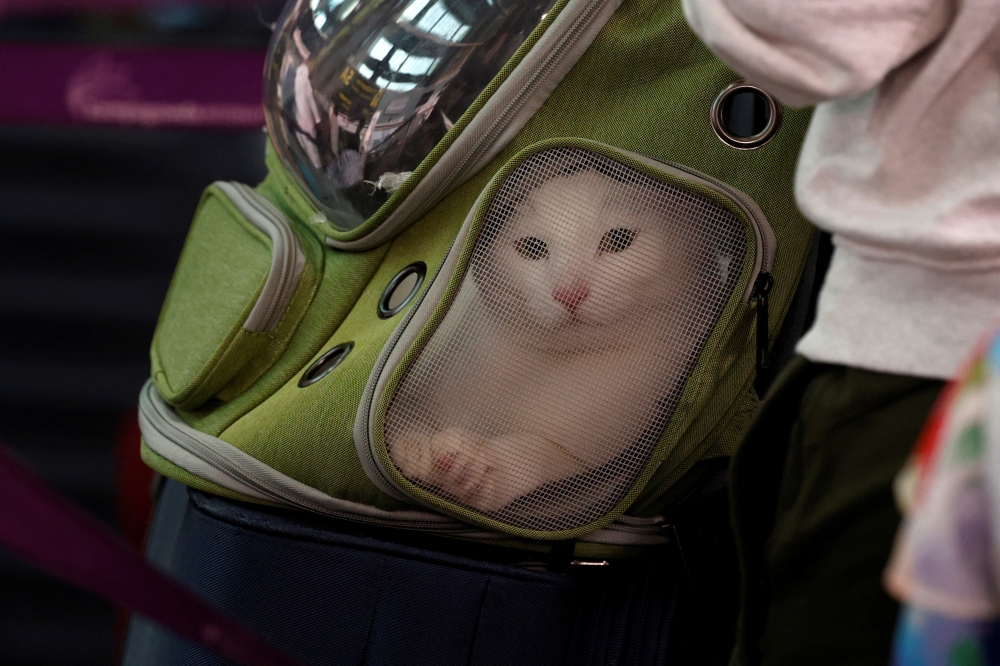 A pet cat sits in a traveller's bagpack as she waits in a queue outside Kempegowda International Airport in Bengaluru December 5, 2025. — Reuters pic