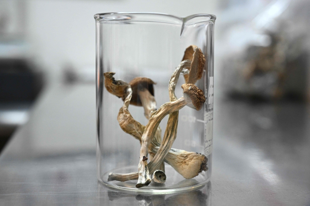 Czechia approves psilocybin for medical use, joins New Zealand in magic mushroom revolution