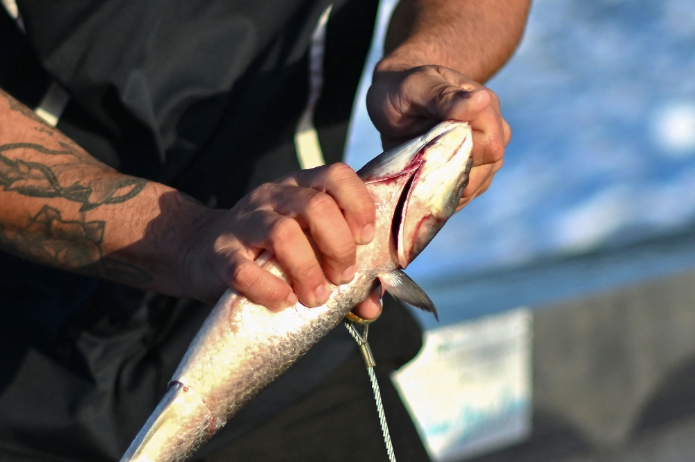 This picture taken on November 10, 2025 shows Charlie Kerr, a member of the shark monitoring programme, preparing smart drumlines equipped with baited hooks to be deployed at popular coastal spots in waters up to 15 metres deep near Coffs Harbour, New South Wales. — AFP pic 