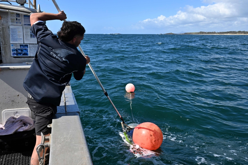 This picture taken on November 10, 2025 shows Charlie Kerr from the shark monitoring programme retrieving smart drumlines equipped with baited hooks that were deployed at popular coastal locations in waters up to 15 metres deep near Coffs Harbour, New South Wales. His job is key to a sophisticated protection network that lets swimmers, surfers and fishers check for the aquatic hunters in real time when they venture into the water. — AFP pic 