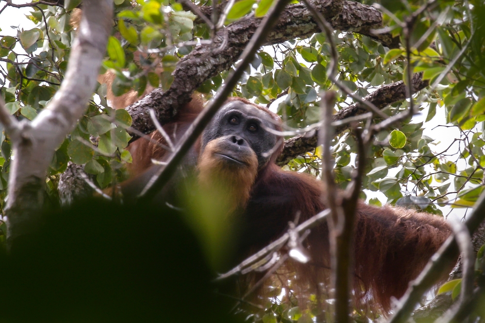 Indonesia floods pose ‘extinction-level’ threat to world’s rarest great ape, the tapanuli orangutan