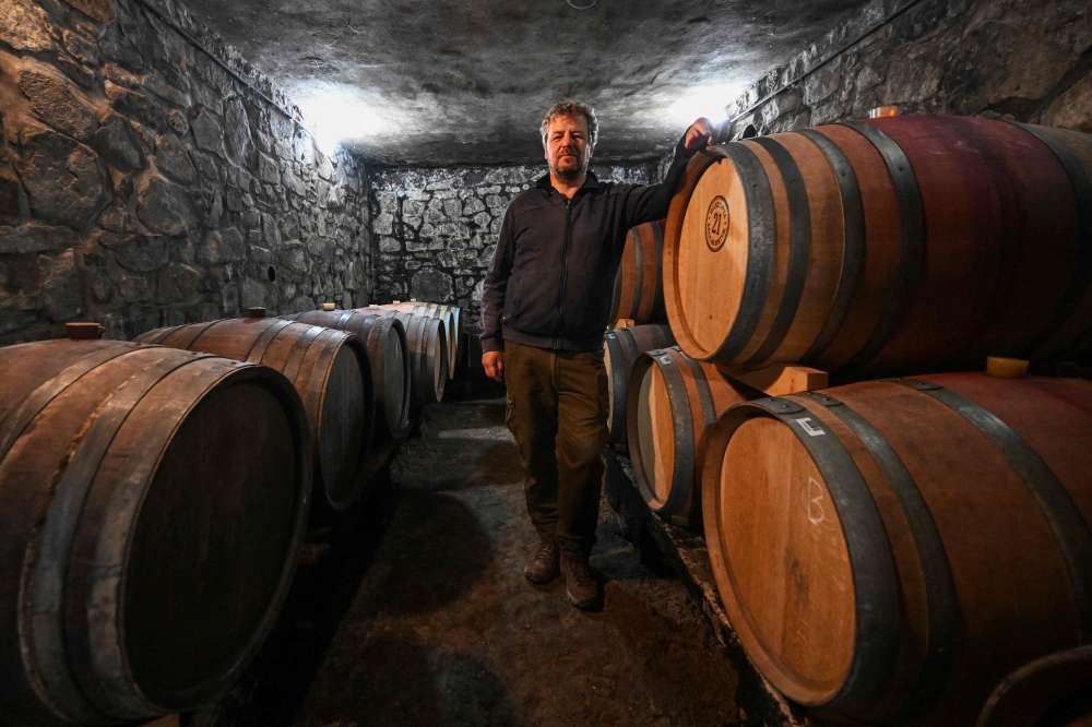 No cure in sight: Hungary’s winegrowers battle a disease spreading across Europe