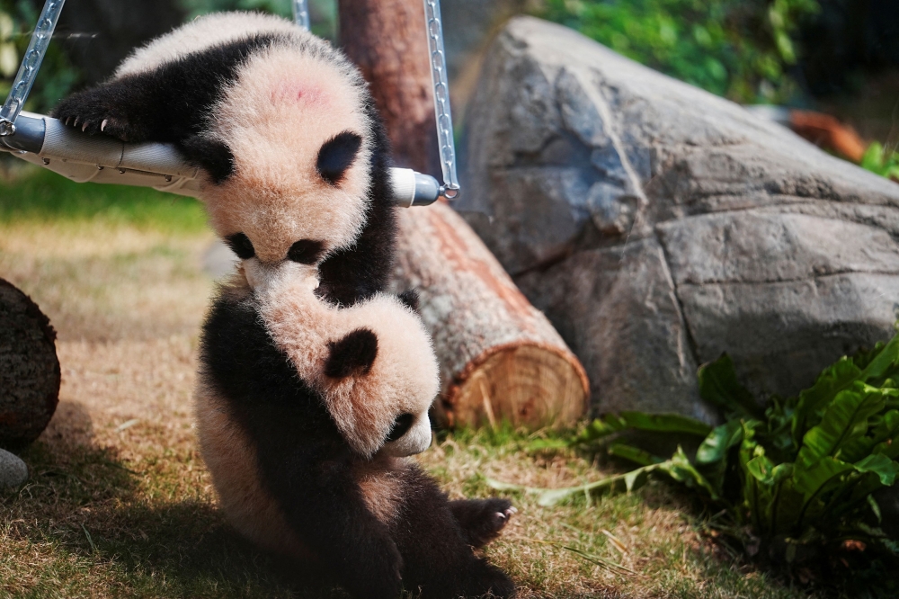 Is panda diplomacy over? Tokyo prepares to say sayonara to Lei Lei and Xiao Xiao