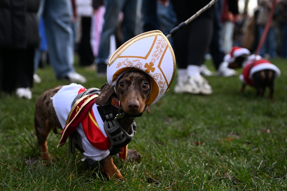 Dachshunds wearing a festive coats and hats take part in the Christmas Hyde Park Sausage Dog Parade in Hyde Park, central London on December 14, 2025. — AFP pic