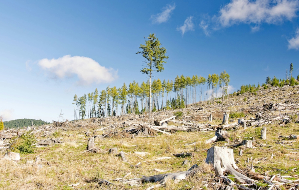 According to the author, the decline of forests, weakened river systems and shrinking mangroves has slowly reduced the ability of our landscapes to absorb heavy rain and buffer storms. — Unsplash pic 