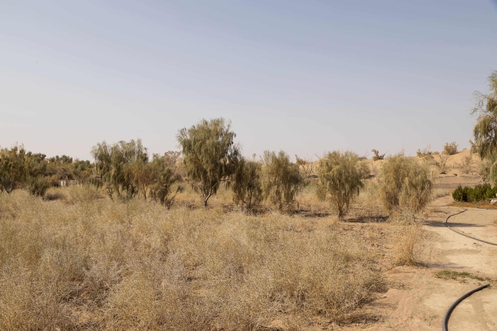 In Bokurdak, scientists have mainly planted saxauls, a hardy desert shrub. — AFP pic