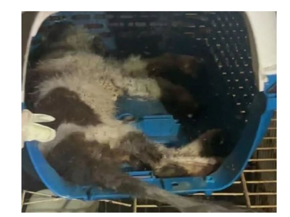 A dog and a cat were found dead in a cage at a veterinary clinic in Damansara Damai, Petaling Jaya by the Selangor DVS’ Animal Welfare inspectors while another neglected cat was rescued and is now receiving treatment at another veterinary clinic. — Picture from Facebook/Persatuan Haiwan Terbiar Malaysia - SAFM